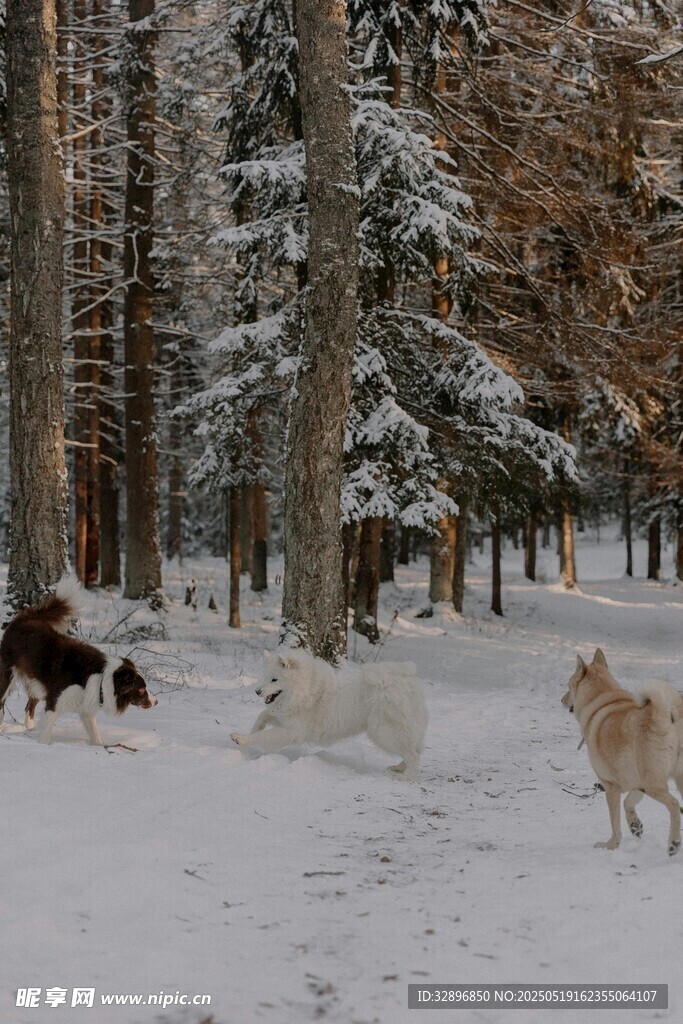 雪地林间的群犬漫步