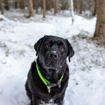 雪地中的黑色拉布拉多犬