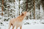 雪地中仰头的金毛犬