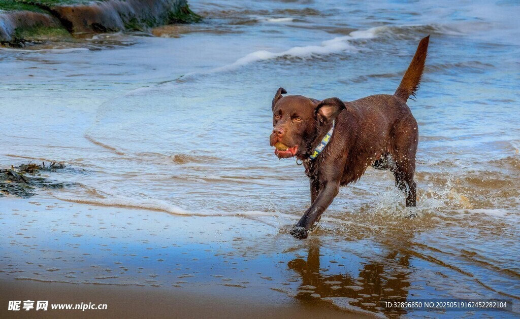 棕犬在海边踏浪玩耍