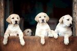 四只萌犬探头望