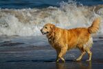 金毛犬在海边漫步