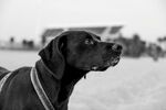 黑白照片中的帅气猎犬