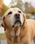 温顺拉布拉多犬户外特写