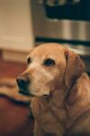 温顺金毛犬安静地坐着
