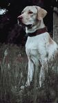 草地中的拉布拉多犬