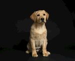 可爱拉布拉多幼犬端坐