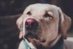 可爱拉布拉多犬特写