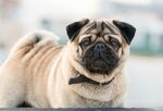 可爱巴哥犬的萌趣瞬间