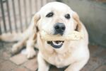 金毛犬叼着骨头开心模样