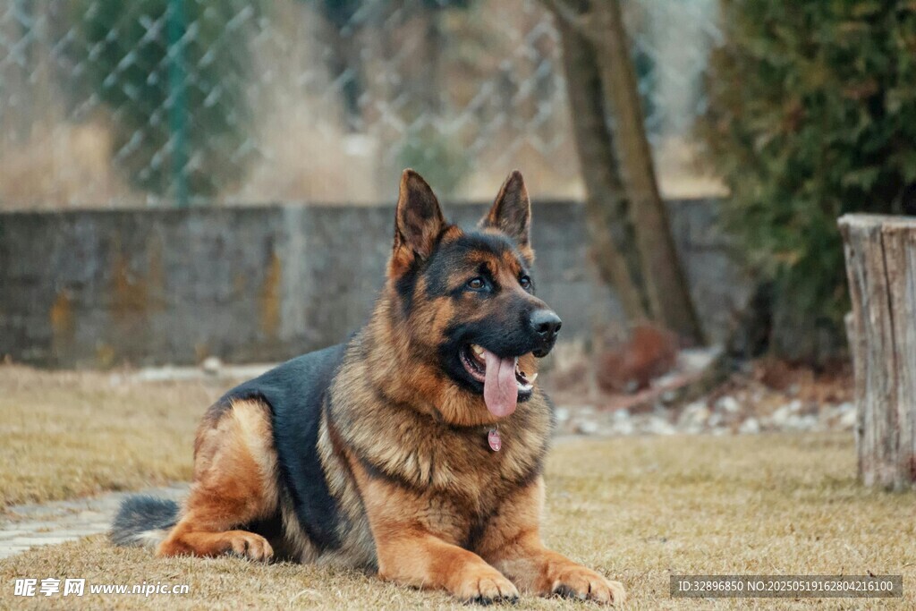 德国牧羊犬悠闲趴地