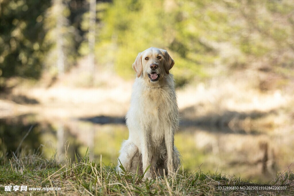 湖畔边的优雅金毛犬