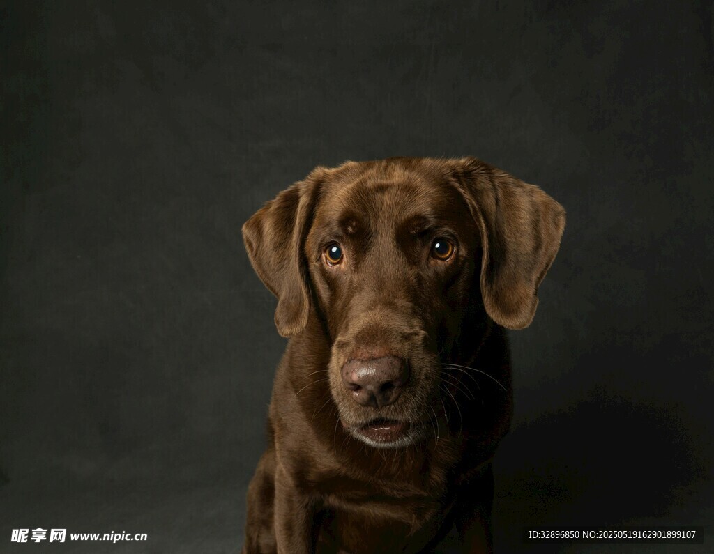 棕色拉布拉多犬肖像照