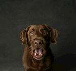 可爱棕色拉布拉多犬