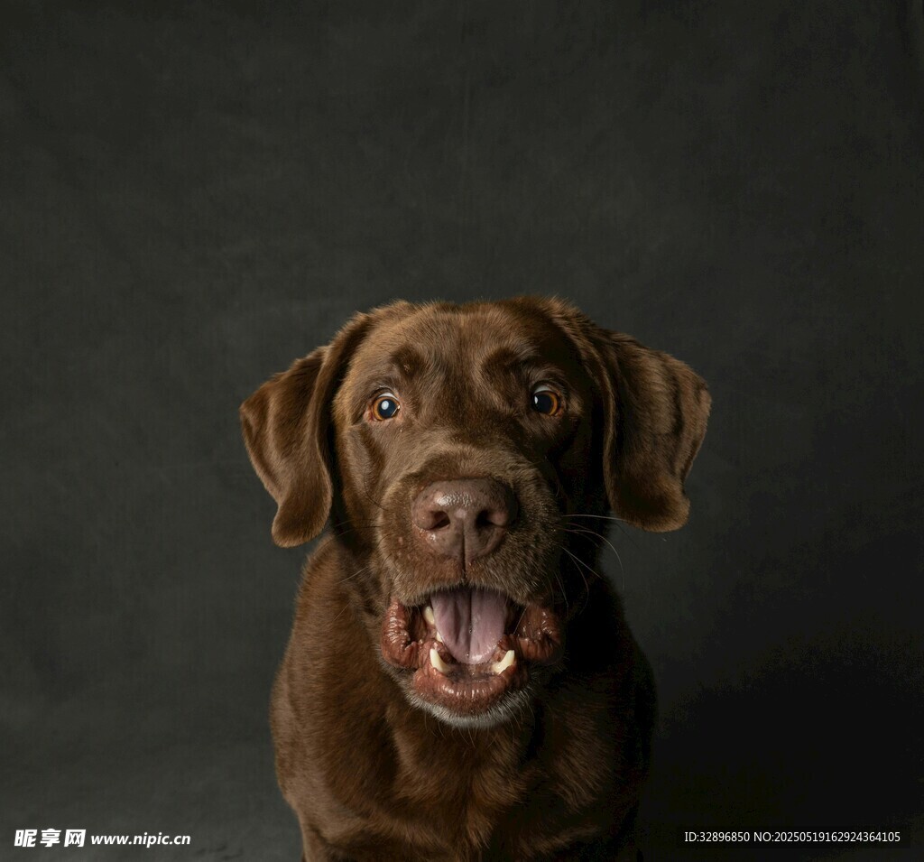 可爱棕色拉布拉多犬