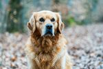 秋日里的金毛犬