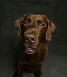 可爱棕色拉布拉多犬特写