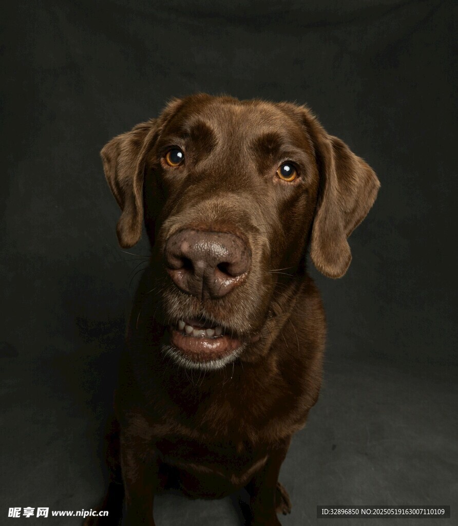 可爱棕色拉布拉多犬特写