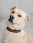 歪头萌犬