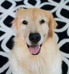 可爱金毛犬吐舌微笑