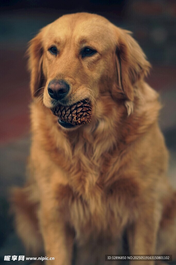 叼着球的金毛犬