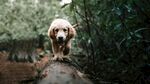林间萌犬走在原木上