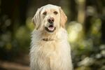 阳光下的可爱金毛犬