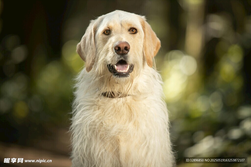 阳光下的可爱金毛犬