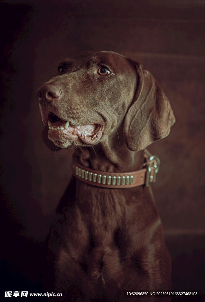 帅气威玛猎犬特写