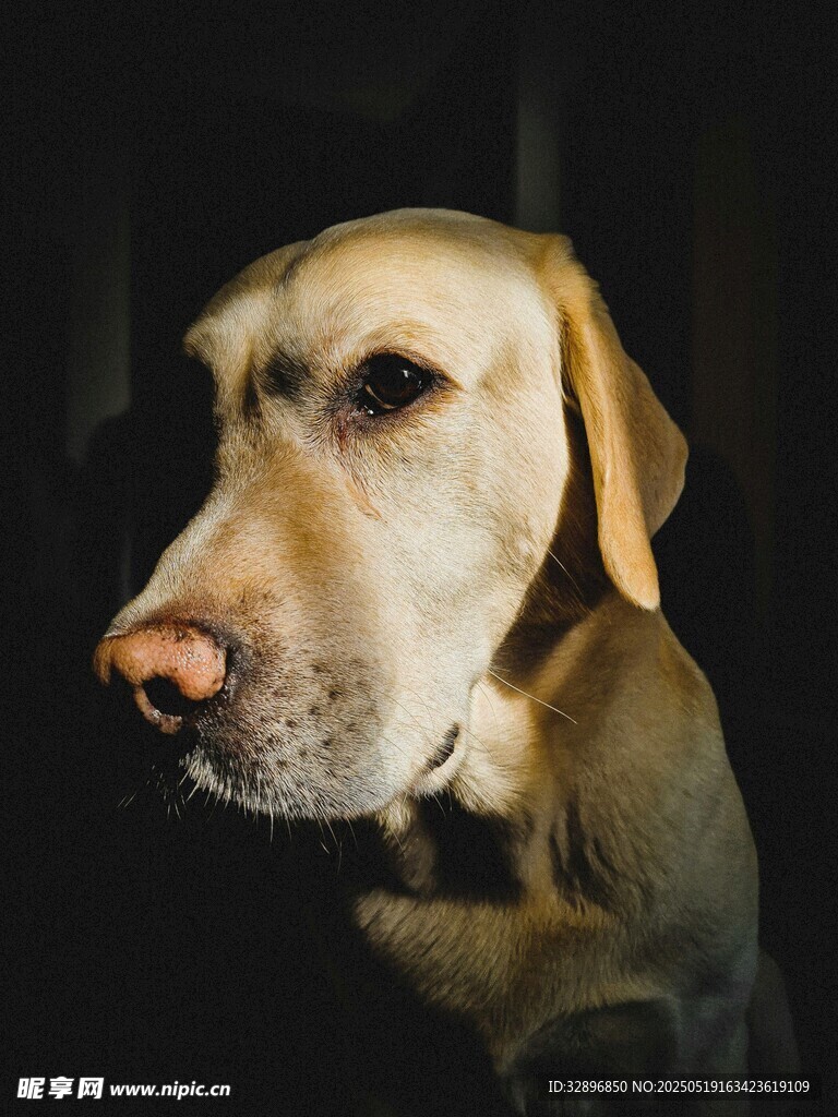 忧郁拉布拉多犬特写