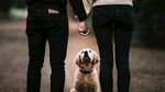 情侣牵手与萌犬温馨画面