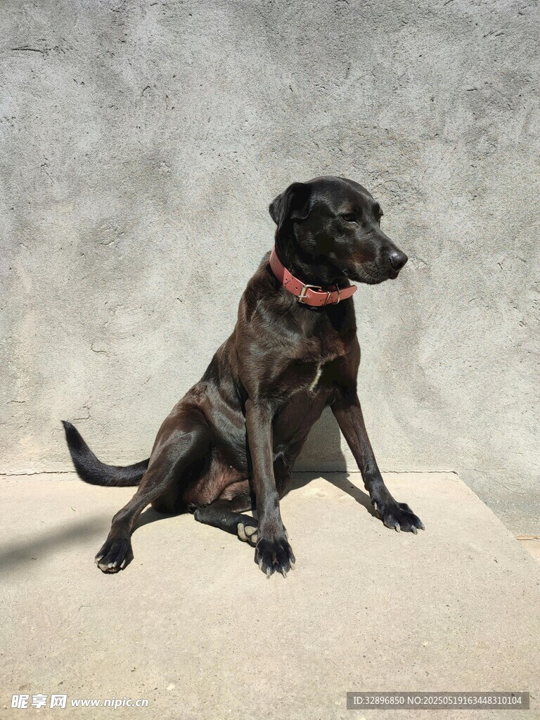 黑色拉布拉多犬坐姿优雅