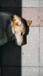 戴帽柴犬靠墙可爱模样