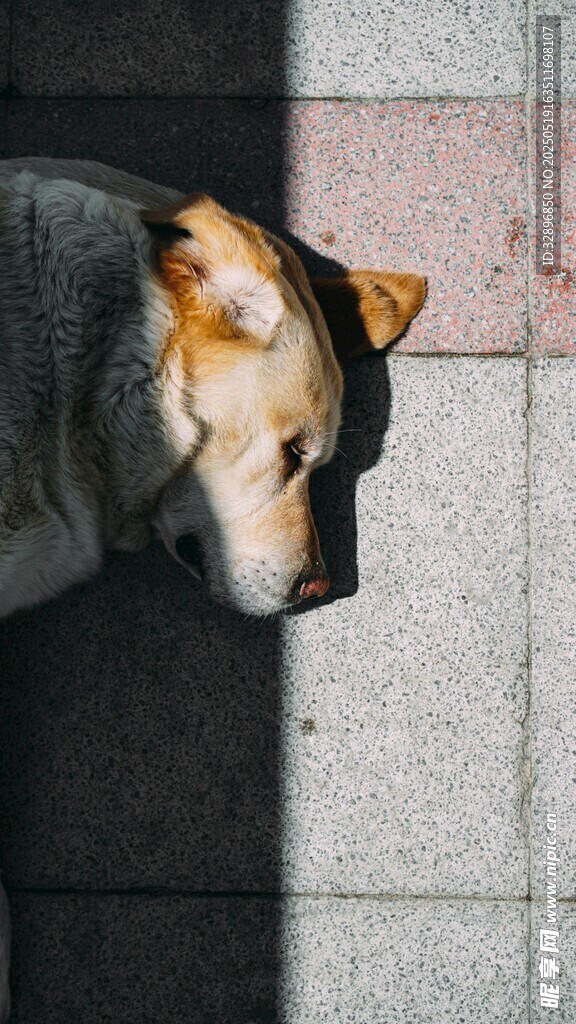 戴帽柴犬靠墙可爱模样