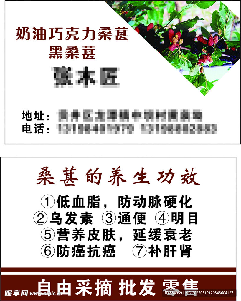 桑葚名片