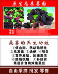 桑葚名片 