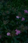紫色小花绽放绿叶间