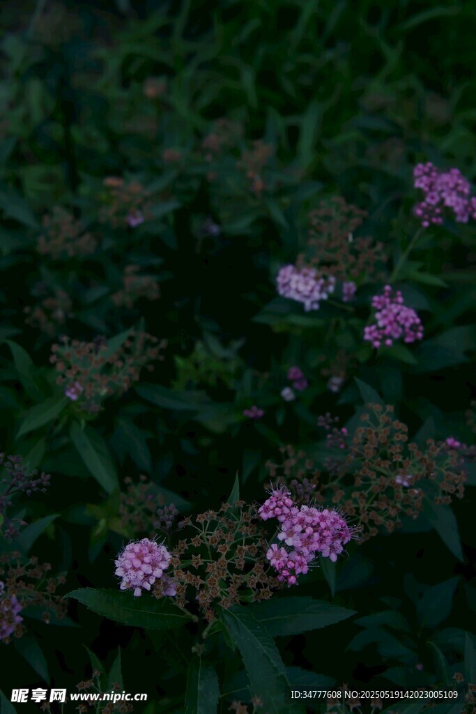 紫色小花绽放绿叶间
