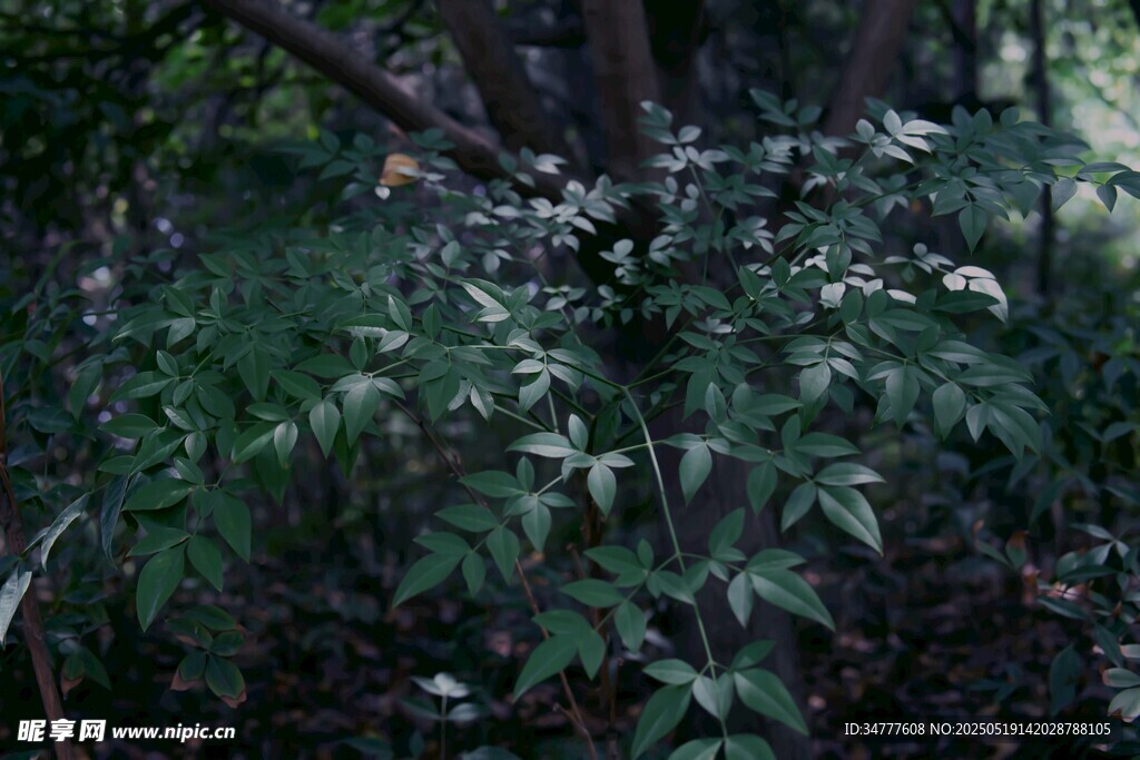 茂密丛林中的绿色植物