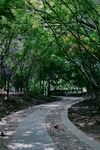 林间蜿蜒小路