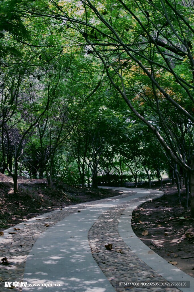 林间蜿蜒小路