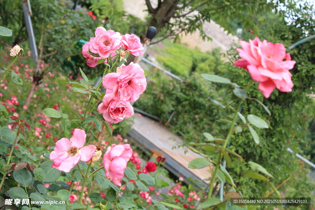 月季花  