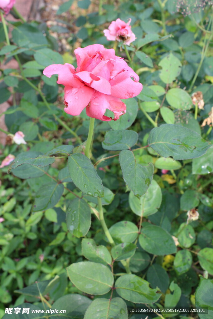 月季花 