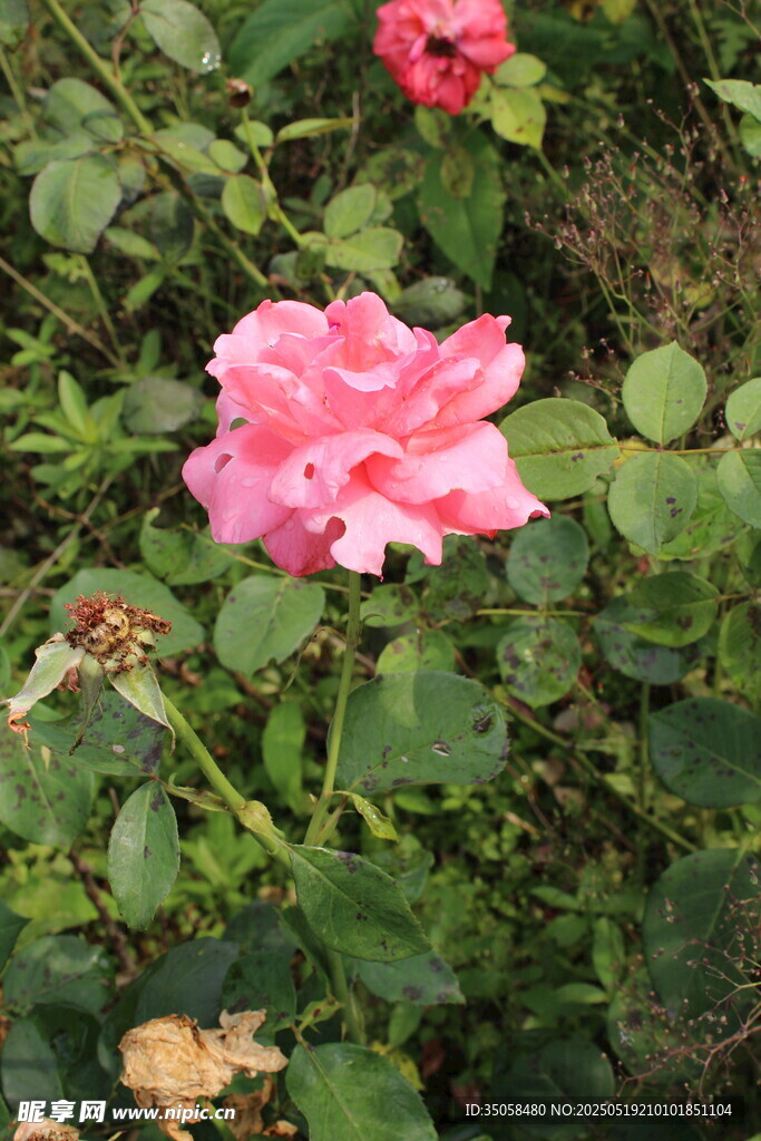 月季花 