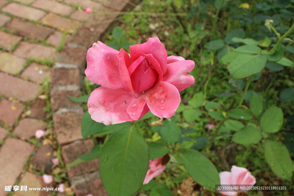 月季花 