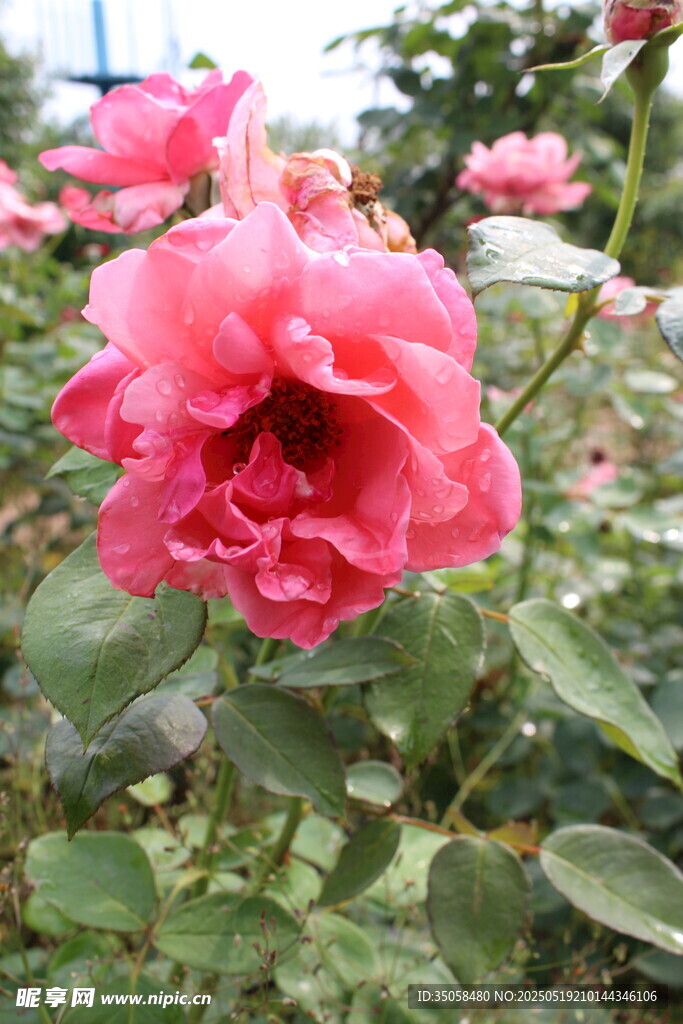 月季花  