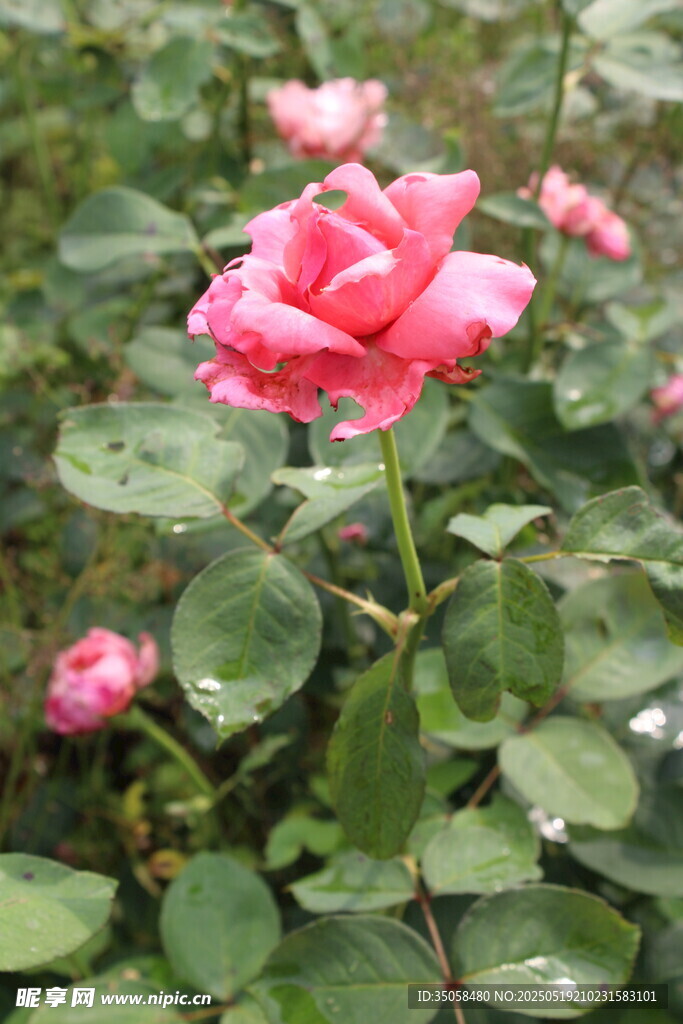 月季花  