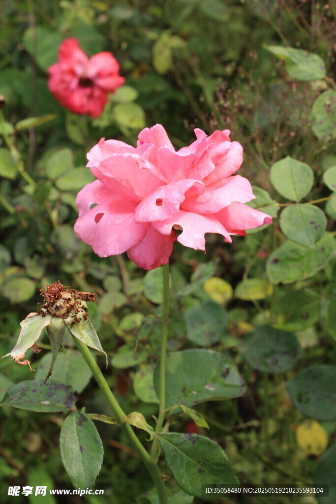 月季花  