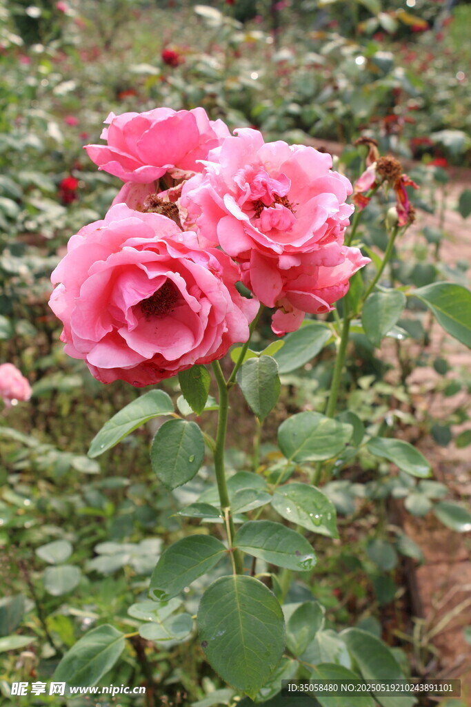 月季花  