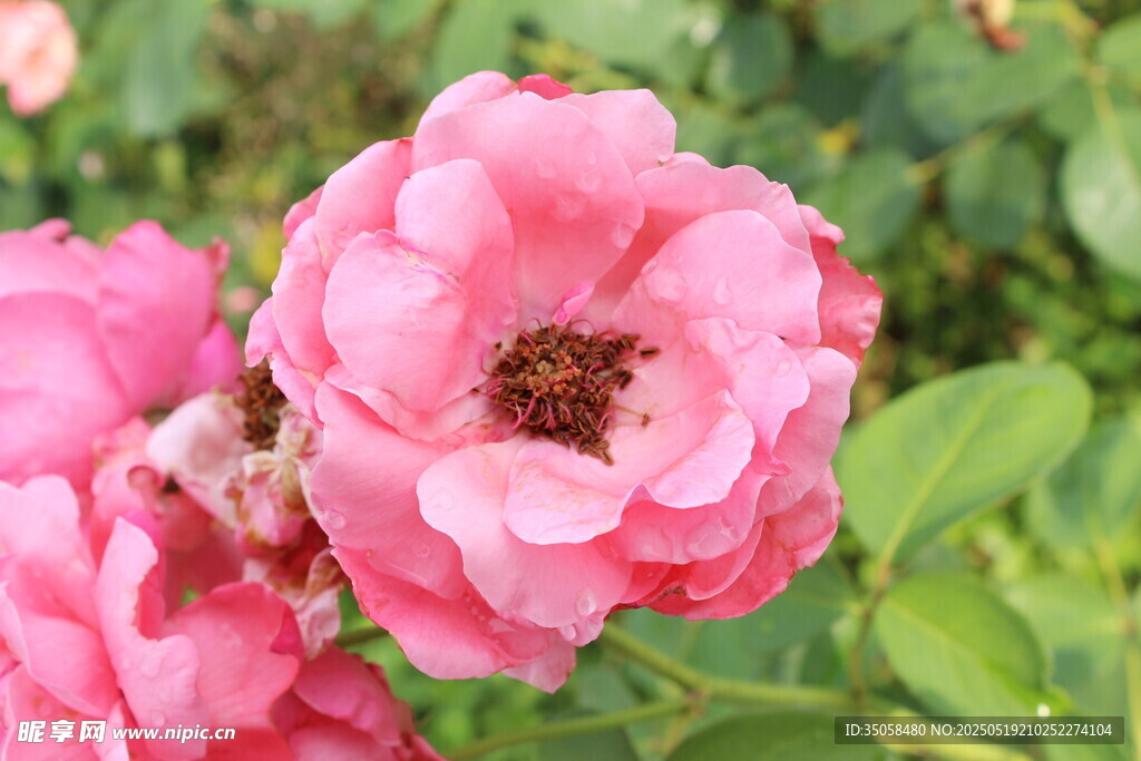 月季花 